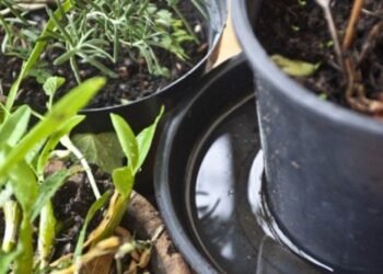 Seguí cuidándote para prevenir al dengue