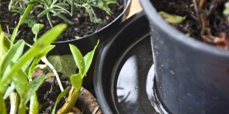 Seguí cuidándote para prevenir al dengue