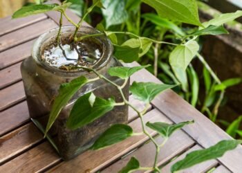 Acciones para prevenir el dengue