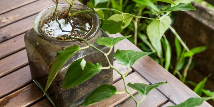 Acciones para prevenir el dengue