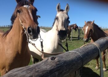 Daños en corrales donde se encuentran caballos secuestrados