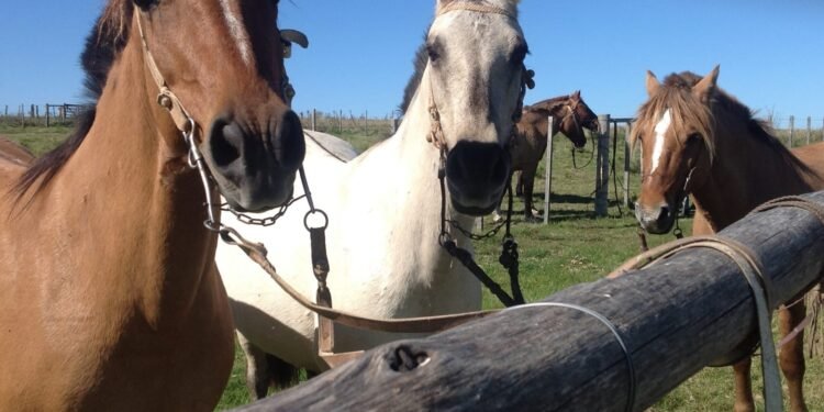 Daños en corrales donde se encuentran caballos secuestrados