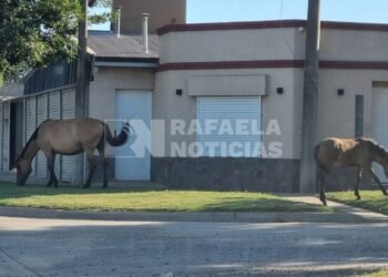 Secuestran caballos que se encontraban en la vía pública