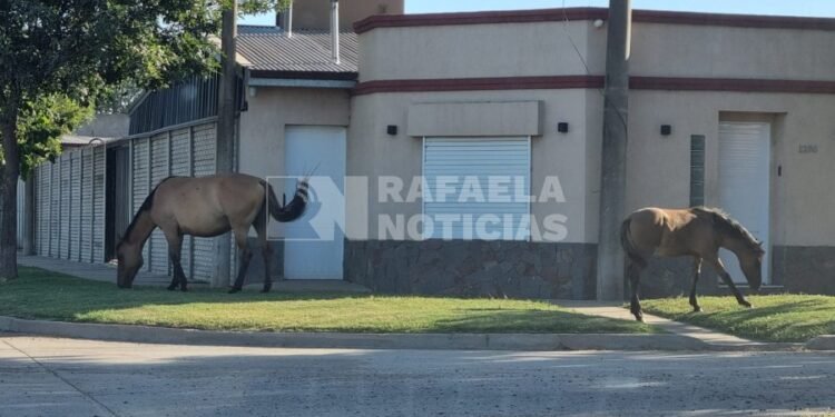 Secuestran caballos que se encontraban en la vía pública