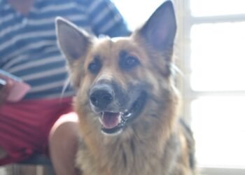 El Quirófano Móvil continúa en barrio Mora