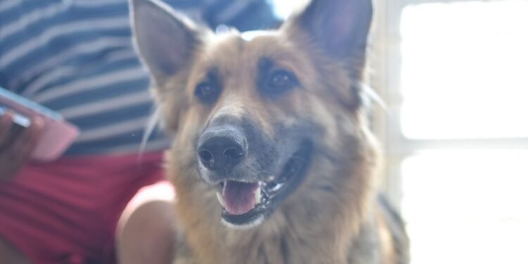 El Quirófano Móvil continúa en barrio Mora