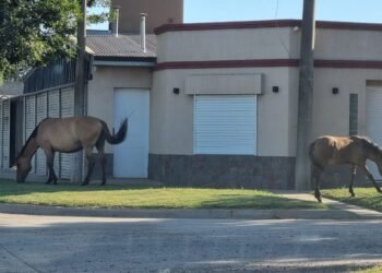 Retiraron a 14 caballos que estaban en la vía pública