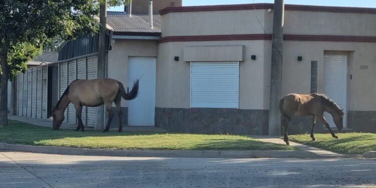 Retiraron a 14 caballos que estaban en la vía pública