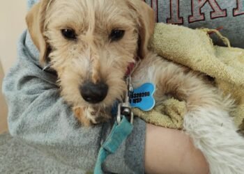 «Castraciones en tu barrio» se llevará a cabo en barrio 9 de Julio