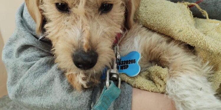 «Castraciones en tu barrio» se llevará a cabo en barrio 9 de Julio