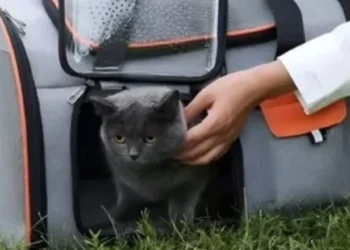 Rosario: sancionarán a una empresa de colectivos por obligar a bajar a una pasajera