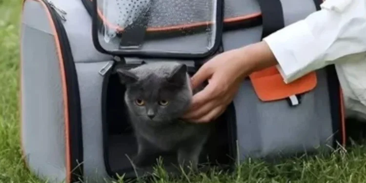 Rosario: sancionarán a una empresa de colectivos por obligar a bajar a una pasajera