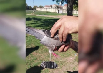 Cárcel de Coronda: hallaron una paloma mensajera con marihuana