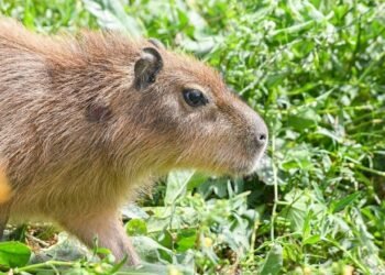 Capacitaciones Conciencia ambiental: Santa Fe avanza en la implementación de la Ley Yolanda