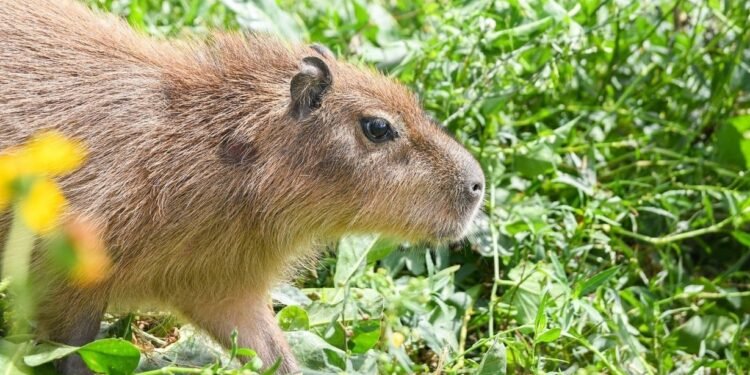 Capacitaciones Conciencia ambiental: Santa Fe avanza en la implementación de la Ley Yolanda
