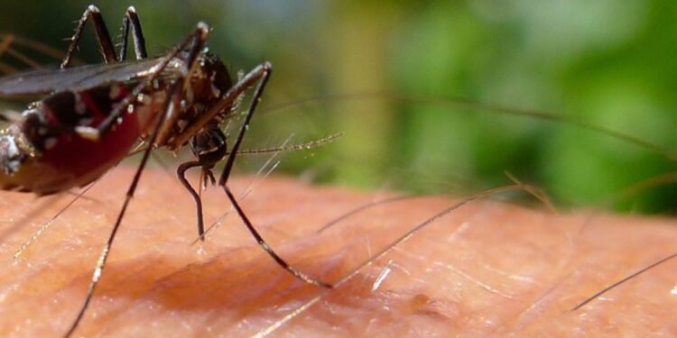 Dengue: el municipio atendió a más de 200 personas con síntomas en los CAP’S