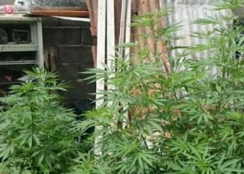 Plantan cannabis medicinal en su domicilio y son frecuentados por ladrones