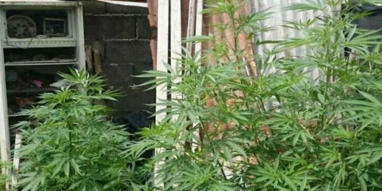 Plantan cannabis medicinal en su domicilio y son frecuentados por ladrones