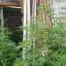 Plantan cannabis medicinal en su domicilio y son frecuentados por ladrones