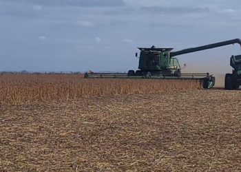 El rinde promedio del maíz temprano en la región superó los 75 quintales