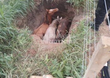 tres caballos cayeron a un pozo en el norte de la ciudad y bomberos los rescataron