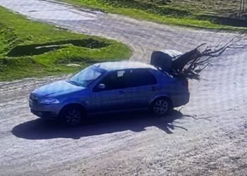 Infraccionado por poda ilegal gracias al Centro de Monitoreo