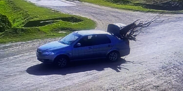 Infraccionado por poda ilegal gracias al Centro de Monitoreo