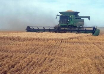 La nueva campaña de trigo podría ser récord pero afronta el fantasma del dólar y los insumos