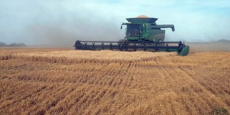 La nueva campaña de trigo podría ser récord pero afronta el fantasma del dólar y los insumos