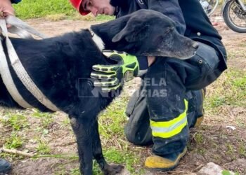 La buena del día: Bomberos rescataron a un perro desde un zanjón