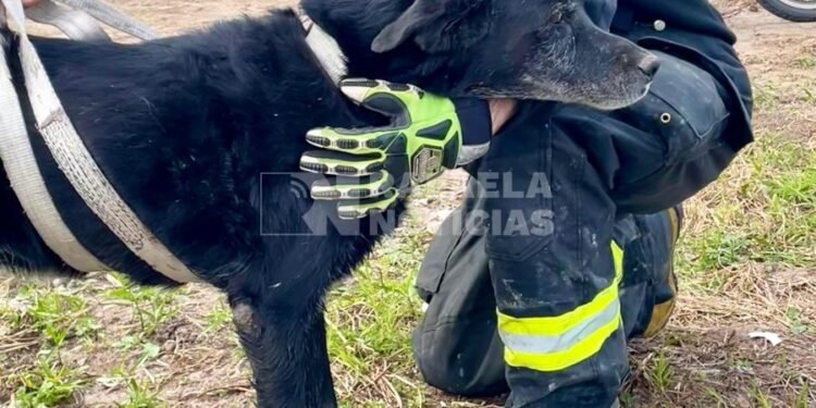 La buena del día: Bomberos rescataron a un perro desde un zanjón