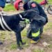 La buena del día: Bomberos rescataron a un perro desde un zanjón