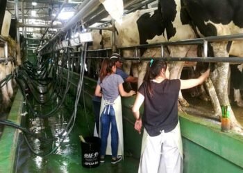 El rol de la mujer en el tambo será eje de un encuentro en TodoLáctea