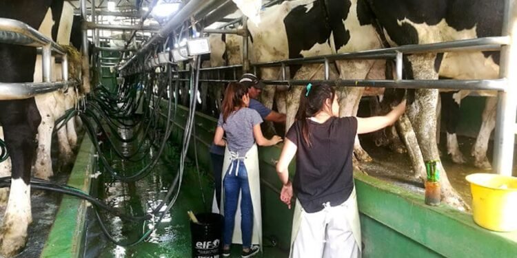 El rol de la mujer en el tambo será eje de un encuentro en TodoLáctea