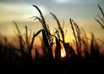 Según el Banco Mundial La Argentina perdería hasta 4 % de su PBI sin resiliencia al cambio climático en la cadena agroindustrial