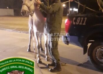 Caballos sueltos en Rafaela: Los Pumas secuestraron más equinos sueltos en la vía pública