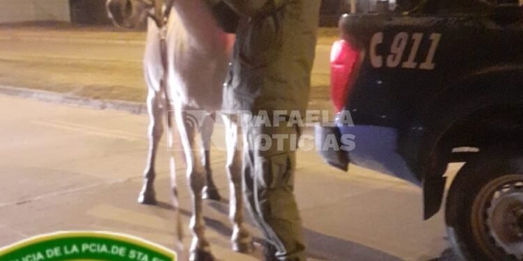 Caballos sueltos en Rafaela: Los Pumas secuestraron más equinos sueltos en la vía pública