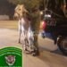 Caballos sueltos en Rafaela: Los Pumas secuestraron más equinos sueltos en la vía pública