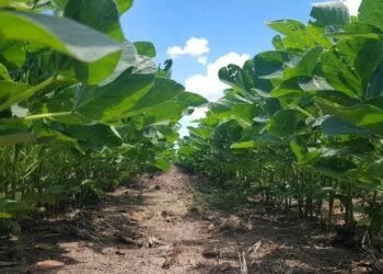 El gobierno se lleva hasta un 77% de la renta de productores de maíz y soja