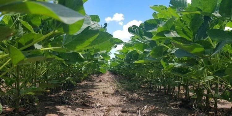 El gobierno se lleva hasta un 77% de la renta de productores de maíz y soja