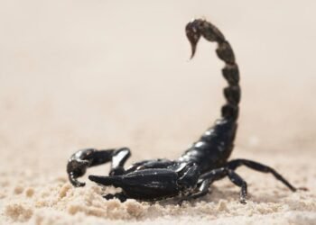 Provincia prepara a los equipos de salud para el abordaje integral de casos de alacranismo