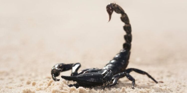 Provincia prepara a los equipos de salud para el abordaje integral de casos de alacranismo