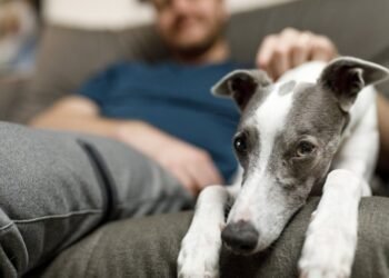 «No se aceptan mascotas» en alquileres de Rafaela: una restricción que genera debate entre proteccionistas e inmobiliarias
