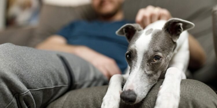 «No se aceptan mascotas» en alquileres de Rafaela: una restricción que genera debate entre proteccionistas e inmobiliarias