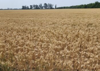 Campaña agrícola en la región: se espera un área sojera de más de un millón de hectáreas
