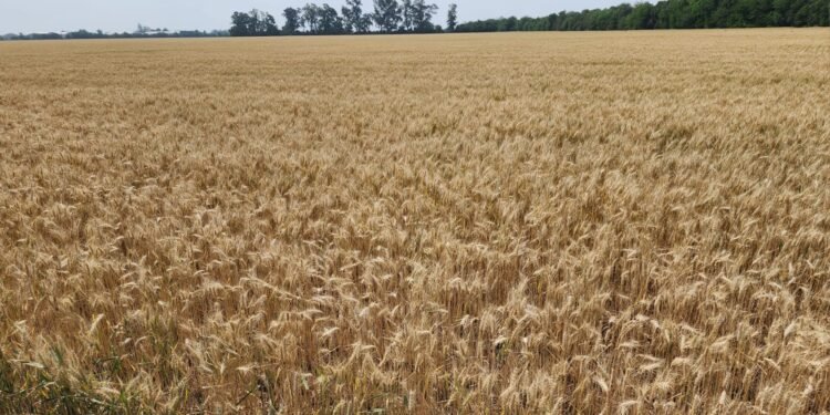 Campaña agrícola en la región: se espera un área sojera de más de un millón de hectáreas