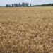 Campaña agrícola en la región: se espera un área sojera de más de un millón de hectáreas