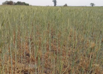 Provincia declaró la emergencia por desastre agropecuario en cuatro departamentos del norte