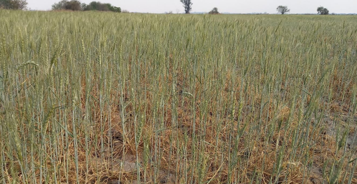 Provincia declaró la emergencia por desastre agropecuario en cuatro departamentos del norte