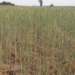 Provincia declaró la emergencia por desastre agropecuario en cuatro departamentos del norte